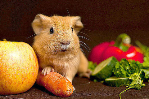 baby guinea pigs