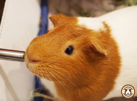 Learn how to properly carte for a guinea pig