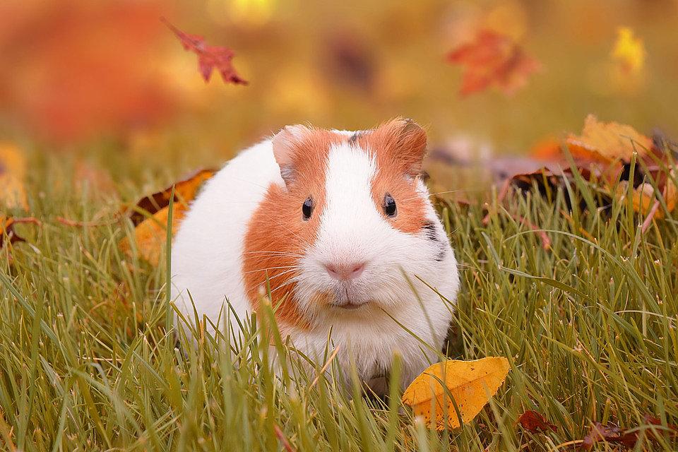 How to Properly Care for a Guinea Pig - Do's and Don'ts for This Season