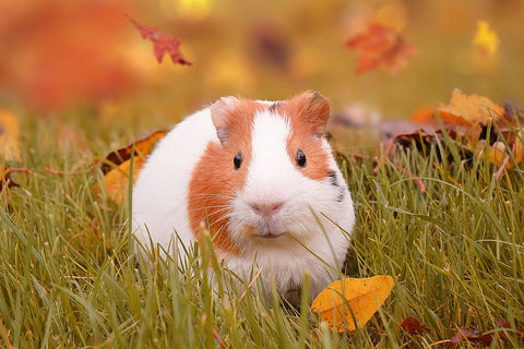 Your pet will love you for learning how to properly care for a guinea pig!