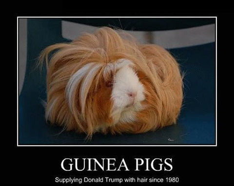 guinea pig memes