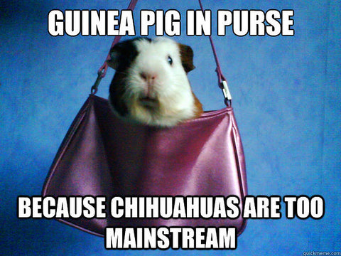Top 5 Questions That Make You Sigh As A Guinea Pig Owner Guineadad