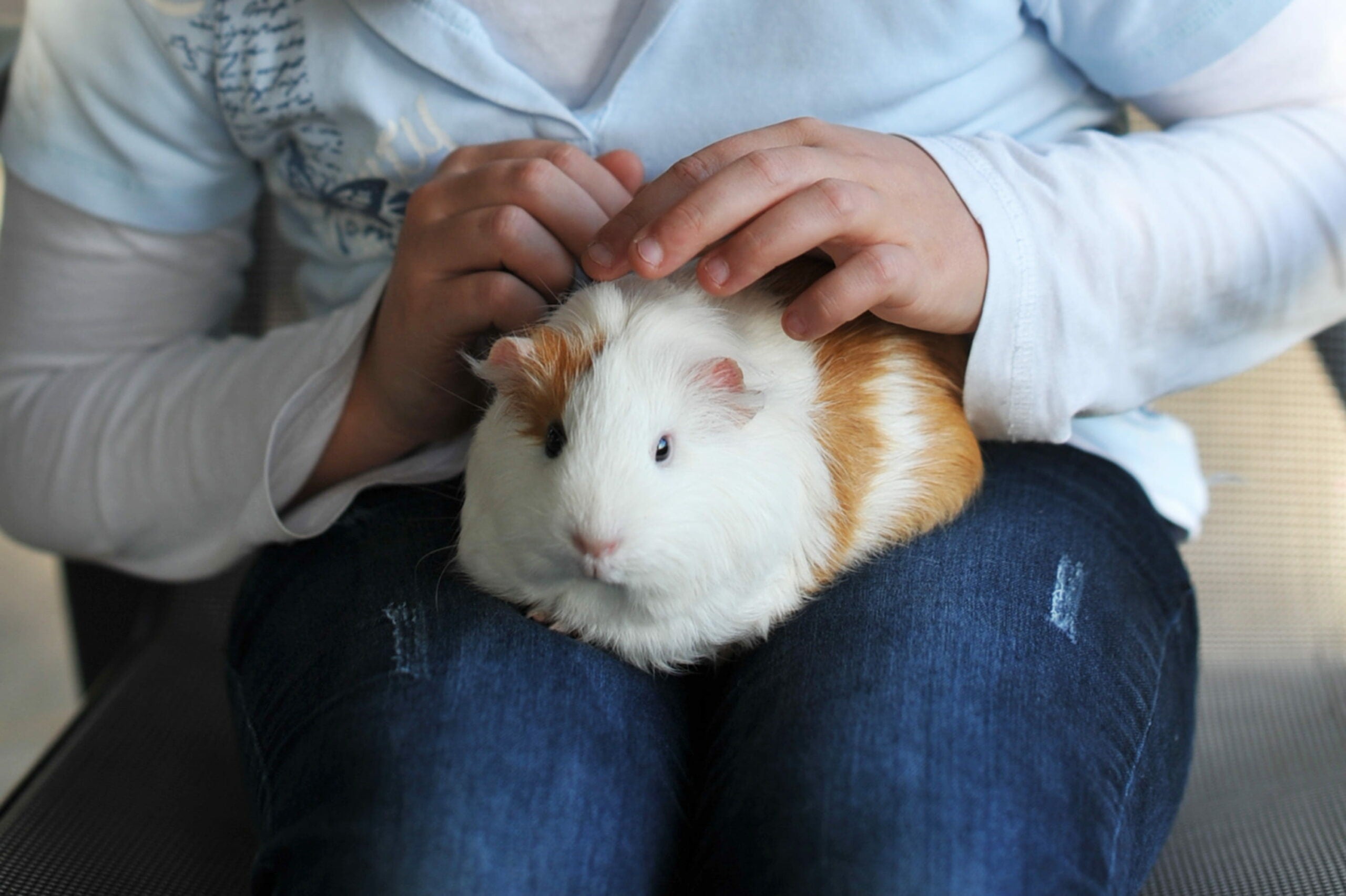 guinea pig sitting in the lap of a human