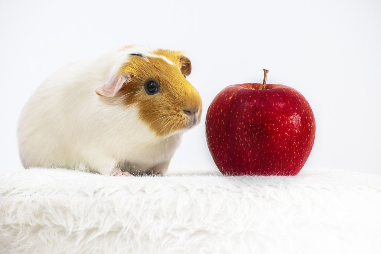 Appropriate portions for a guinea pig eating apples: two 1-inch slices of apple, once or twice a week.