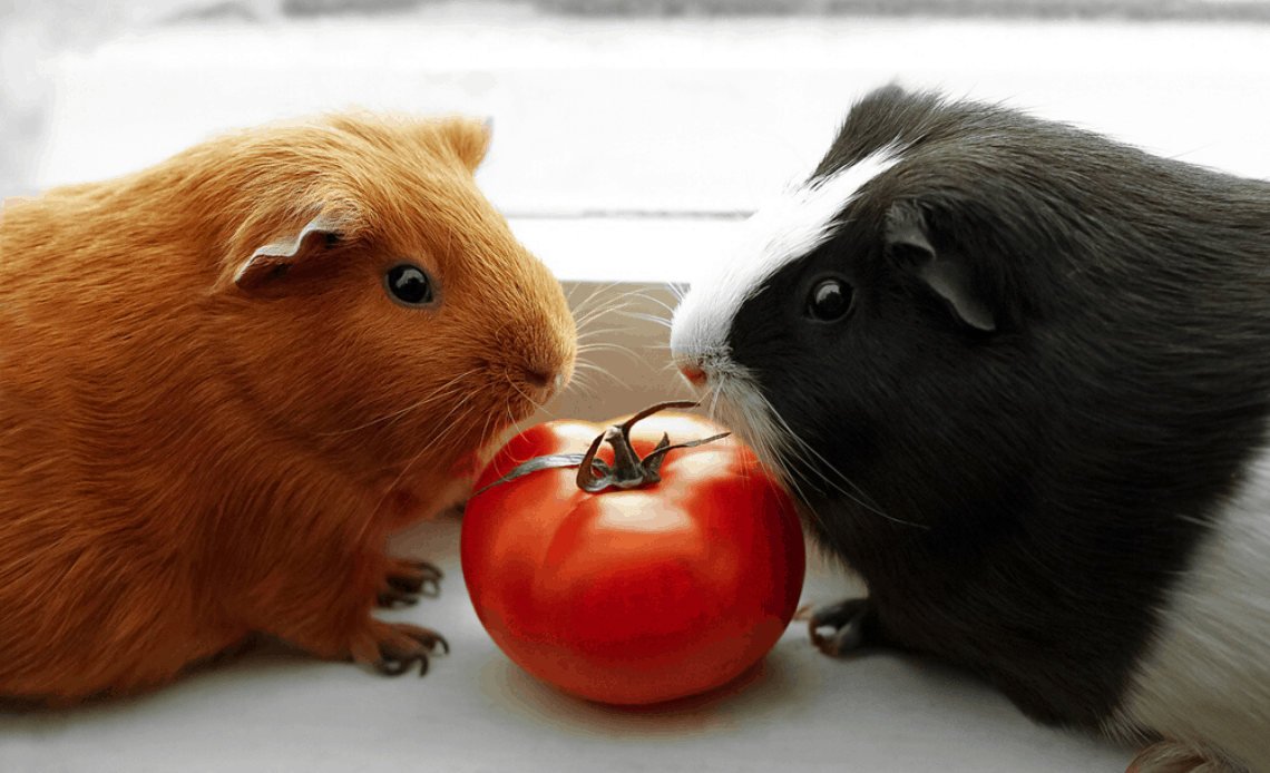 guinea pigs eating a tomato together