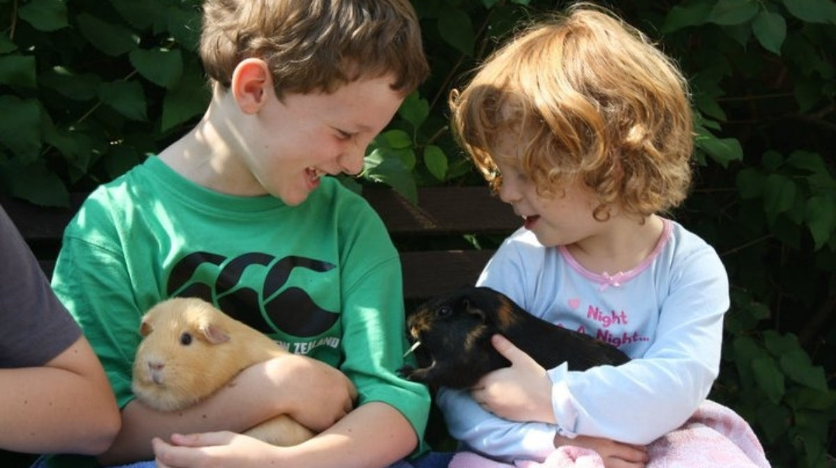 child holding a guinea pig that he is caring for