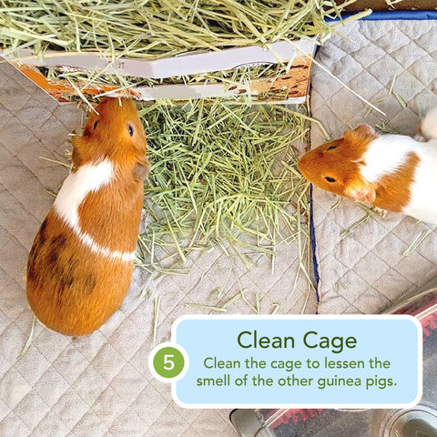 how to clean guinea pig cages