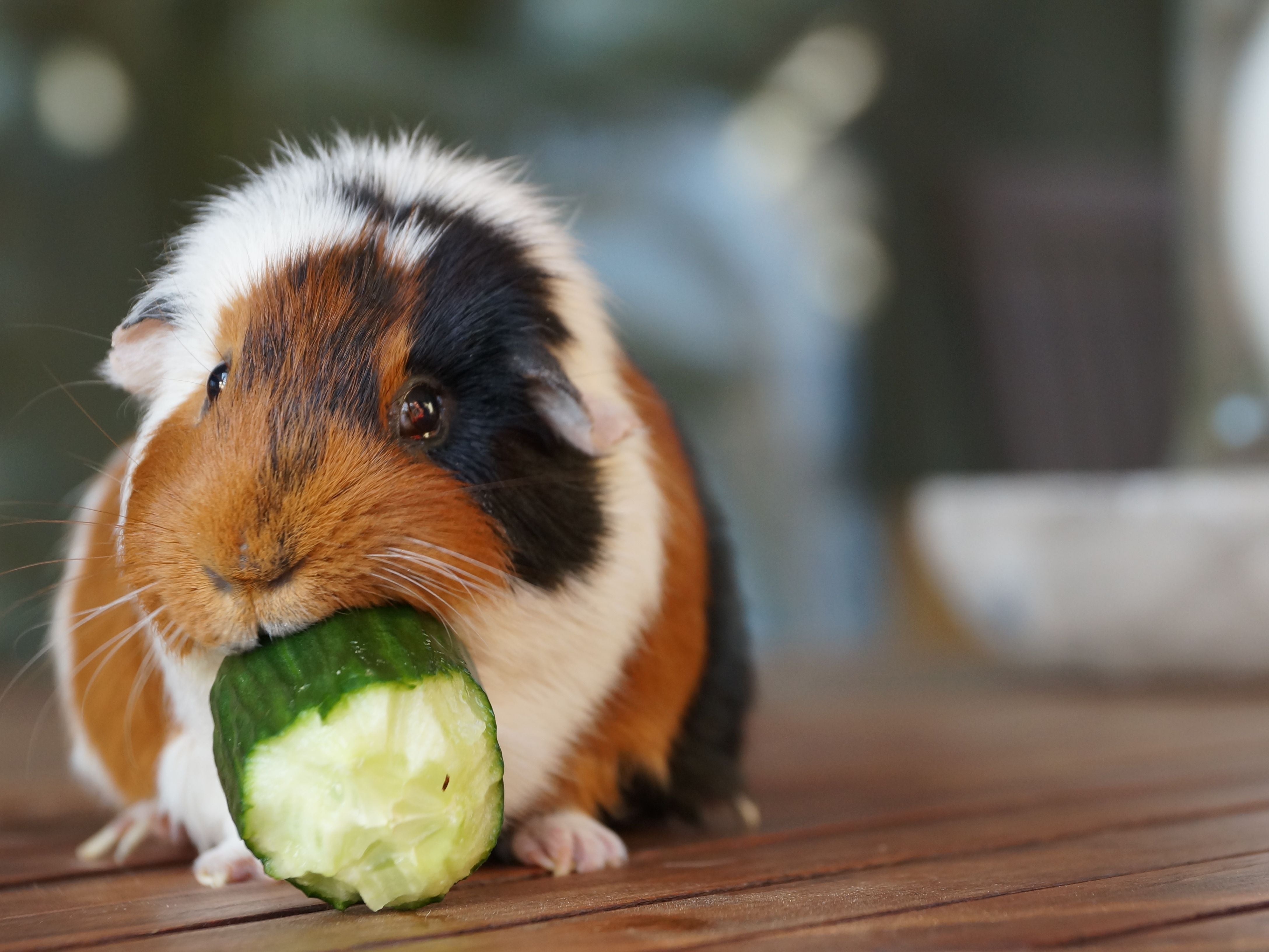 overweight guinea pig eating cucumber