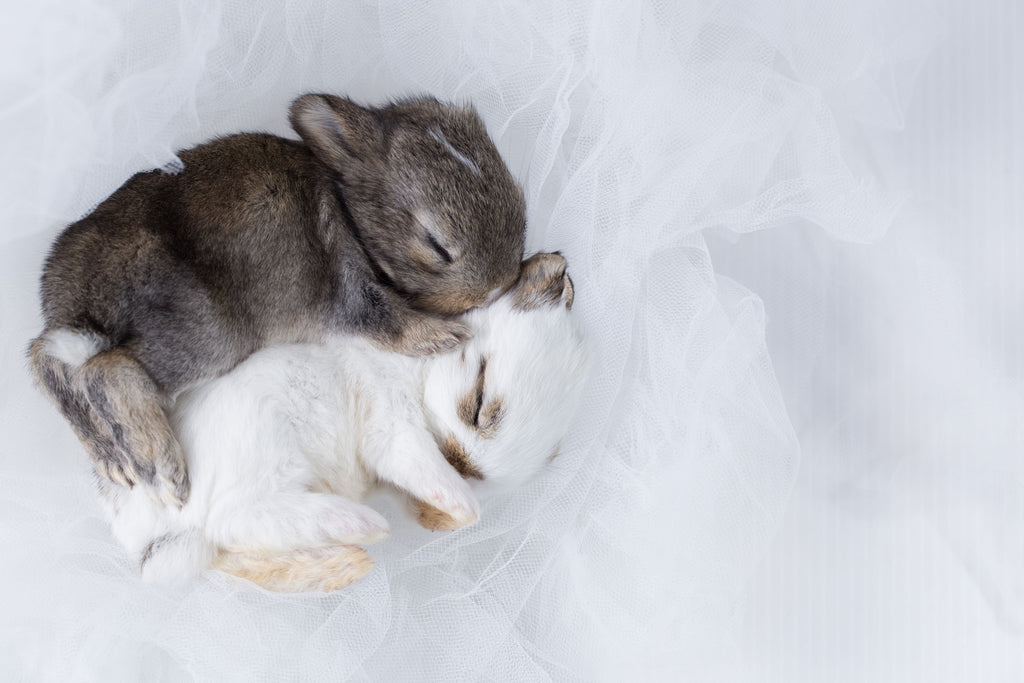 adorable baby bunnies, cute baby bunnies, baby rabbits sleeping