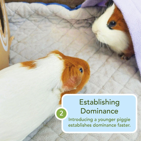 what to do when guinea pigs are fighting