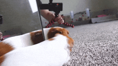 Guinea Pigs Are Smarter Than You Think!