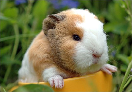 Netflix's Baby Animal Cam, Netflix, Baby Animal, Baby Guinea Pig