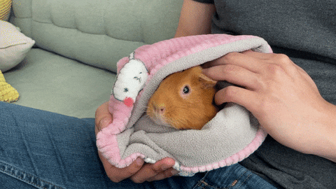 Gif of guinea pig being pet 