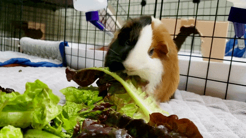 Guinea pig chewing on lettuce gif