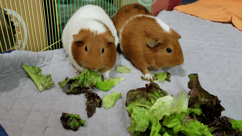 Two guinea pigs munching on lettuce