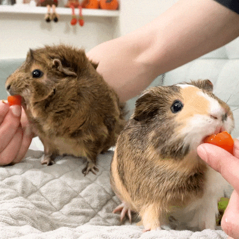 guinea pigs eating tomatoes