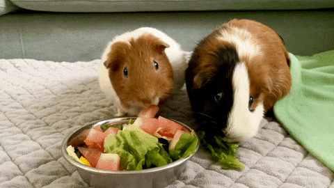 Two guinea pigs eating veggies