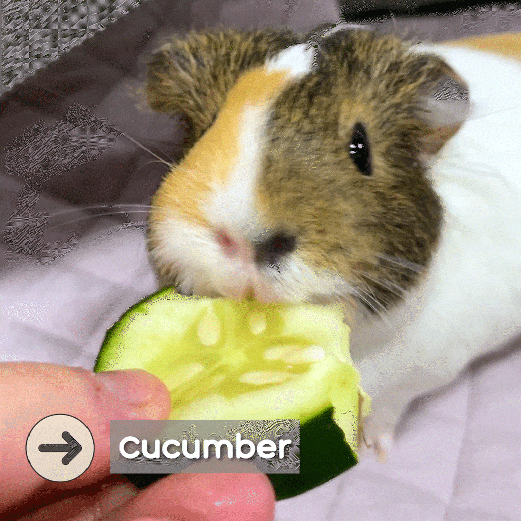 cucumber