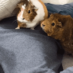 guinea pigs eating treats