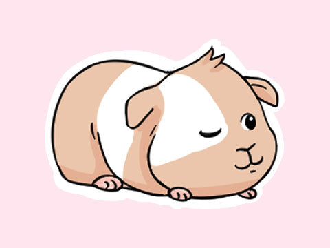 Illustration of a guinea pig with one eye open and one eye closed, symbolizing their unique sleeping pattern of being awake for up to 20 hours a day and their crepuscular nature.