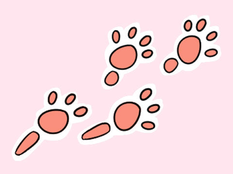 Illustration displaying a guinea pig's footprint, highlighting four toes on the front foot and three toes on the back foot, showcasing their unique 14-toe arrangement.