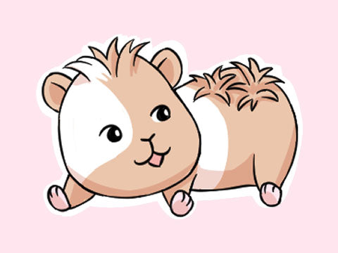 Illustration of an Abyssinian guinea pig, showcasing its unique swirly fur pattern with prominent rosettes or cowlicks on its back and head, highlighting the breed's distinct appearance.