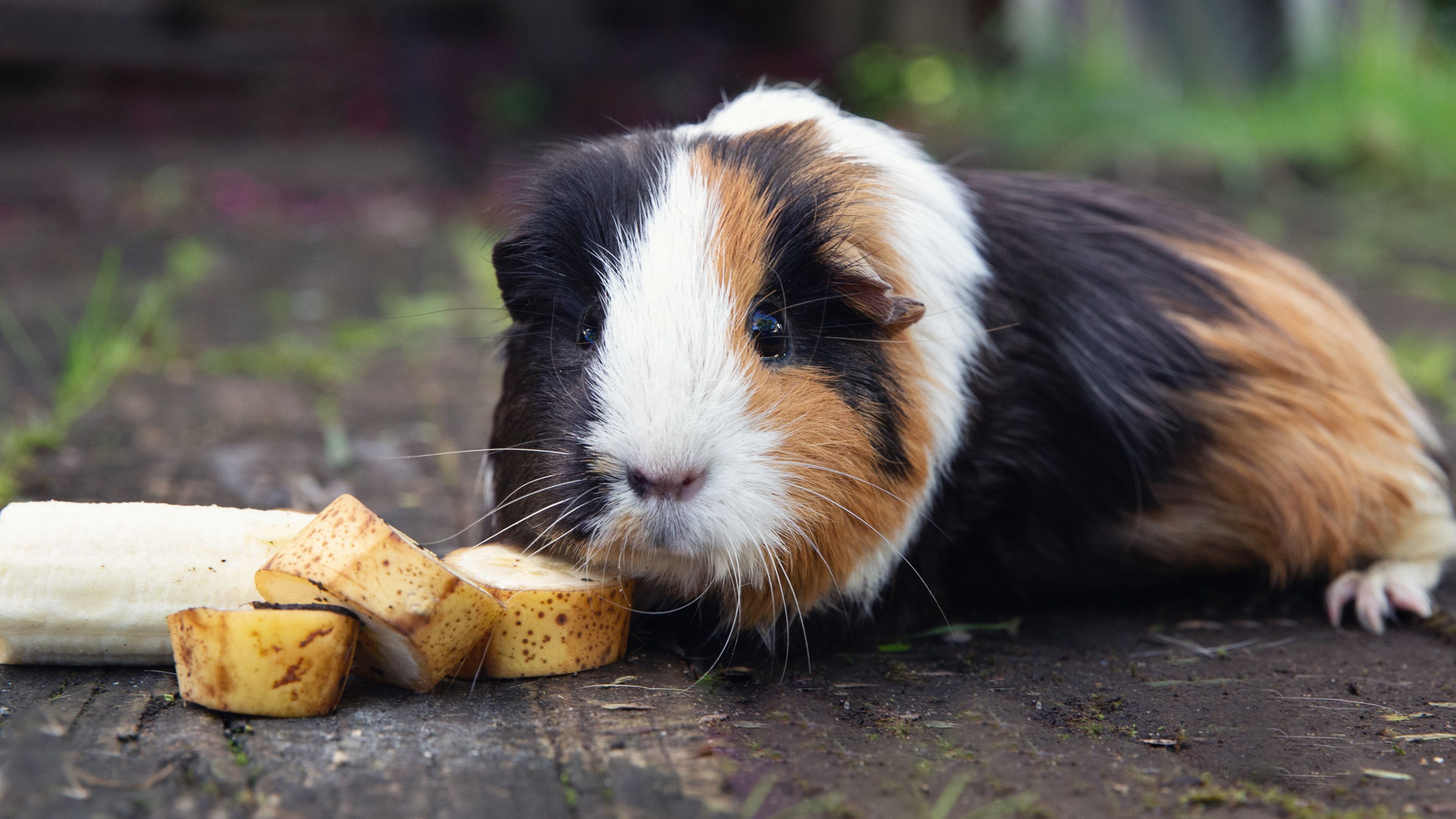 A guinea pig eating bananas for nutrients