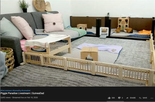 floor time with guinea pigs