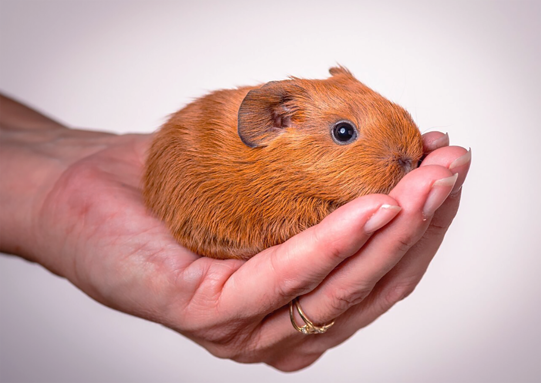 Baby guinea pig sitting on hand