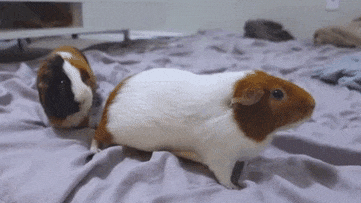 Can Guinea Pigs Get Covid?