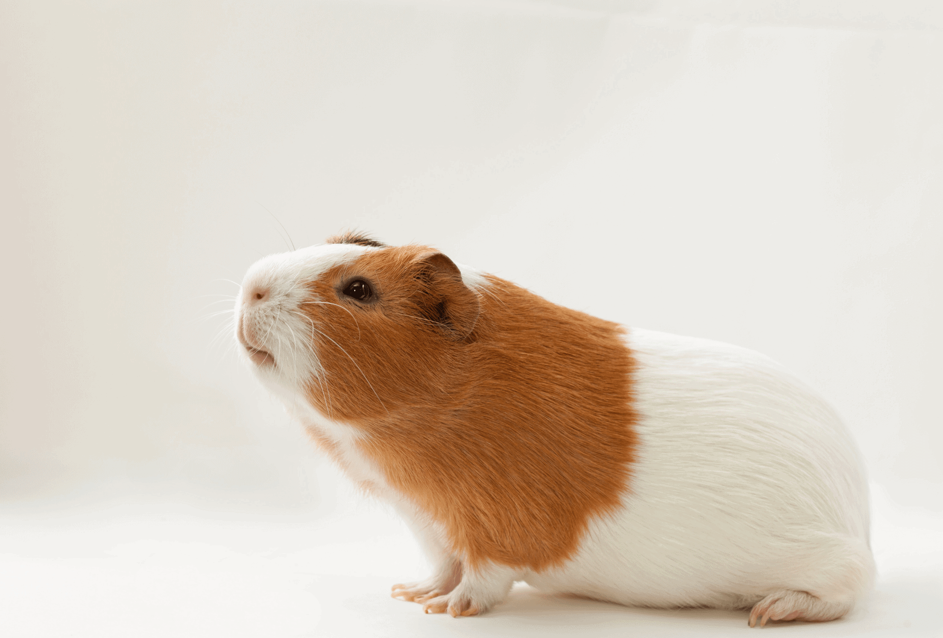 a guinea pig looking up