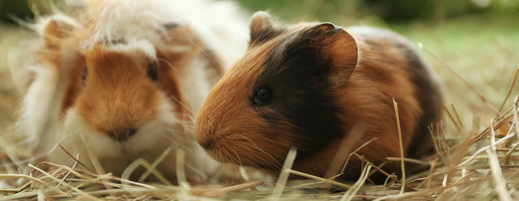 guinea pigs laying on their hay