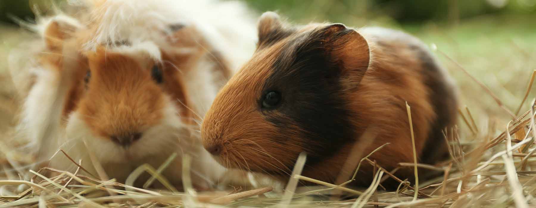 guinea pig relaxing in some hay