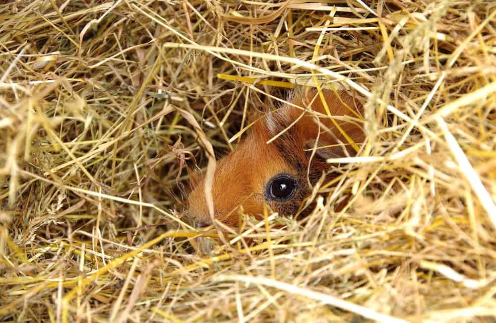 Guinea pig hiding in hay