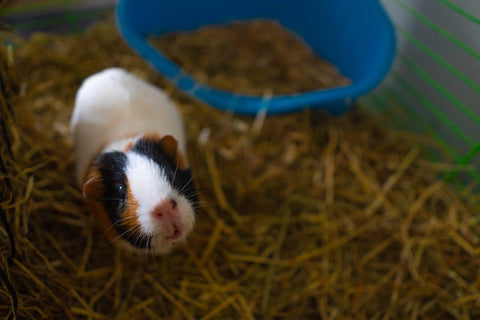 guinea pig in guinea pig cage