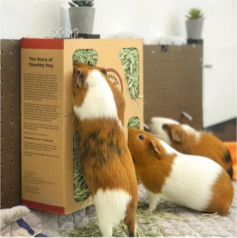 guinea pig eating timothy-grass hay from guineadad nourish series timothy hay