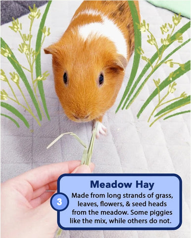 Guinea pig eating meadow hay