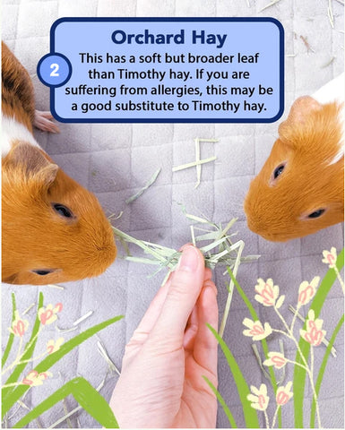 types of hay for guinea pigs