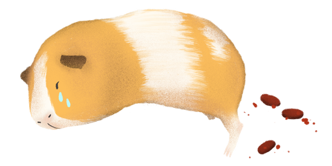 guinea pig poop with signs of blood calls for immediate attention. Immediately take your guinea pig to the nearest vet as soon as possible