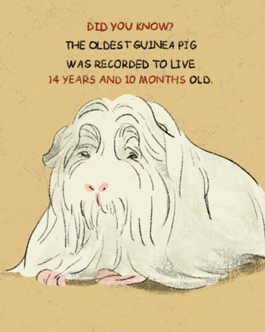 Oldest guinea pig record