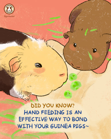 Guinea pig bonding method