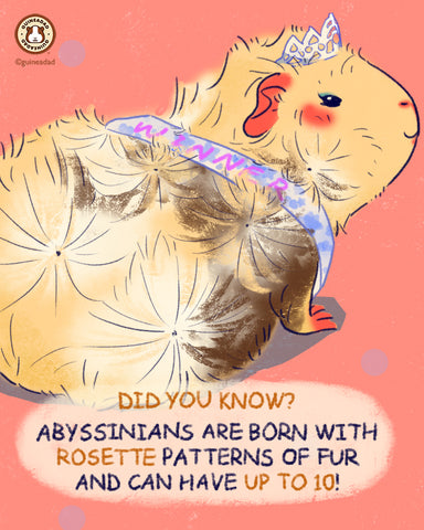 abyssinian fun fact