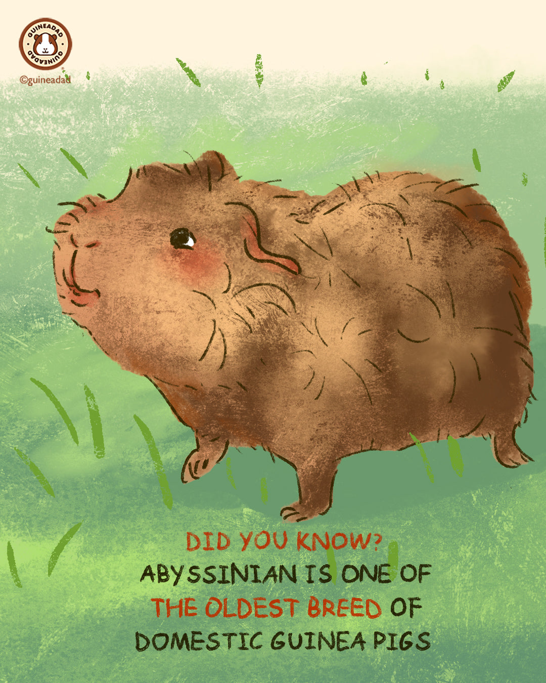 Abyssinian Guinea Pig Origin