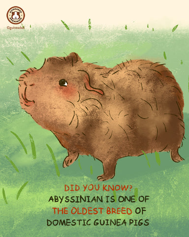 Abyssinian guinea pig breed