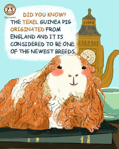 Texel guinea pig breed