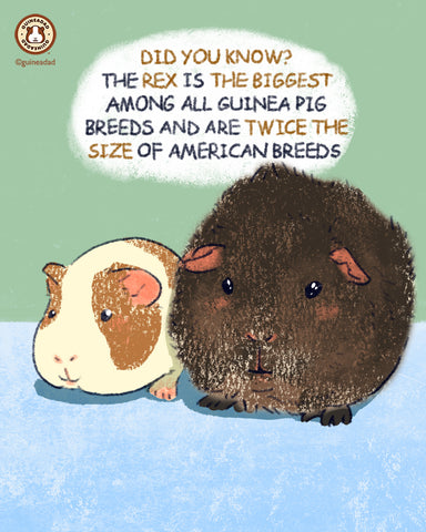 rex guinea pig breed