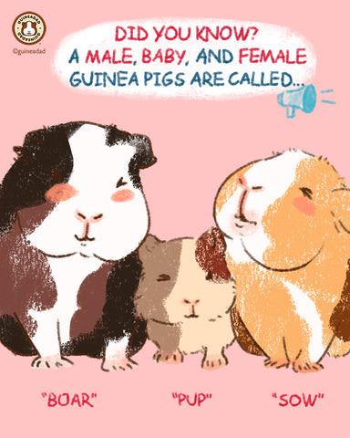 Boar guinea pig, sow guinea pig, guinea pig pup, piglet guinea pig, babyboar