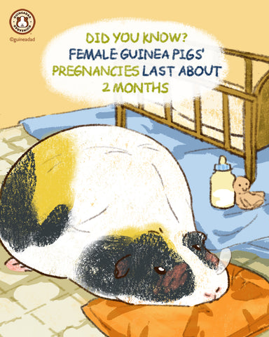 Pregnant Guinea Pigs