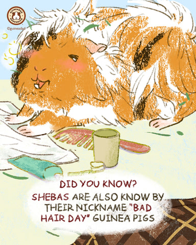 Sheba guinea pig breed