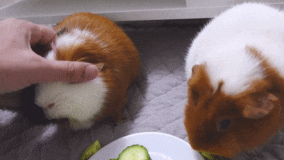 Do guinea pigs like to be held?